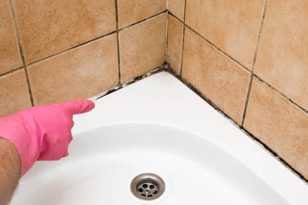 Best Basement Mold Remediation in Navarre, FL